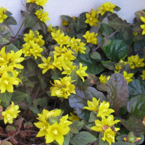 楽天市場】斑入り リシマキア トワイライト 2.5〜3号ポット苗 カラー