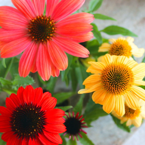 楽天市場】ガザニア 銀葉 ミックス シルバーリーフ 苗 9センチポット 3