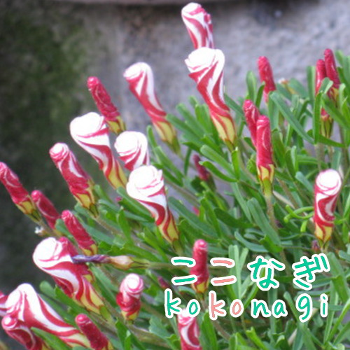 楽天市場】多肉植物 ワテルメイエリー クラッスラ属 7.5センチポット 2