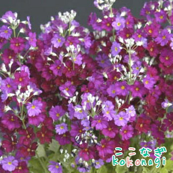 ねもふぃら購入ページ ML-SAKURA-DRAGON-WSE24-E-SKP-