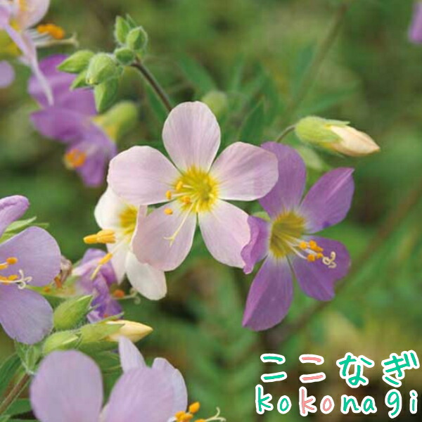 楽天市場】バーベナ バネッサCP（コンパクト） ライム 10.5センチ