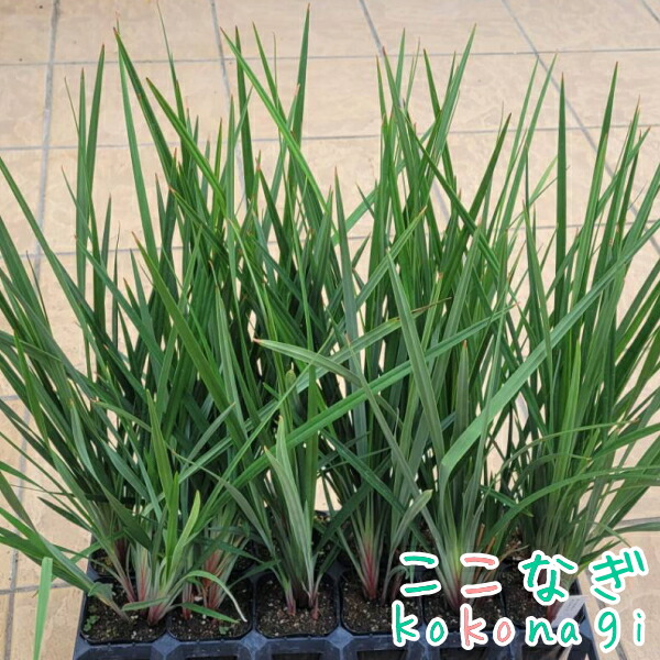 楽天市場】多肉植物 ワテルメイエリー クラッスラ属 7.5センチ