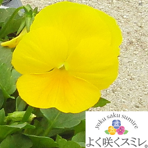 楽天市場】見元コレクションビオラ 'ときめきリリアン' 10.5cmポット