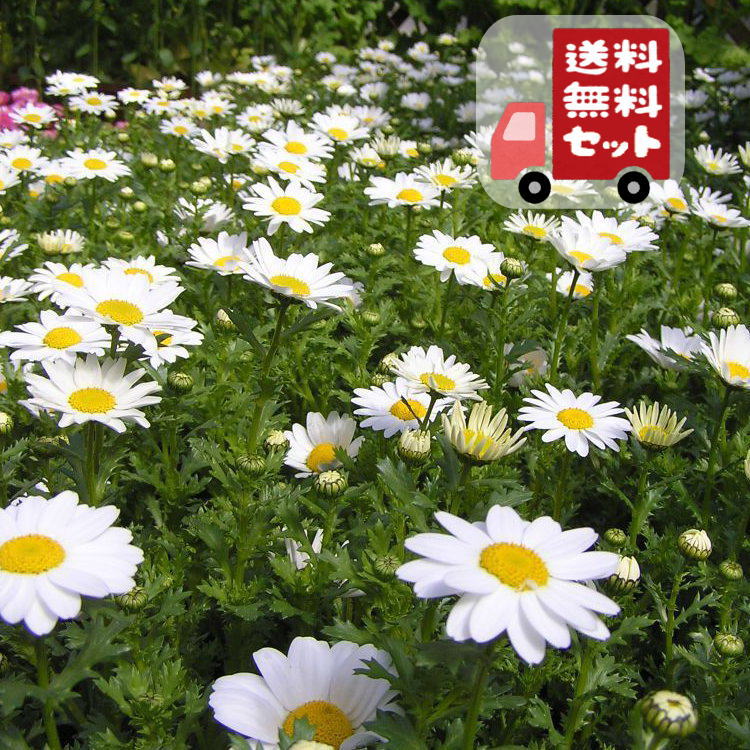 楽天市場】クリサンセマム パルドサム (ノースポール/スノー