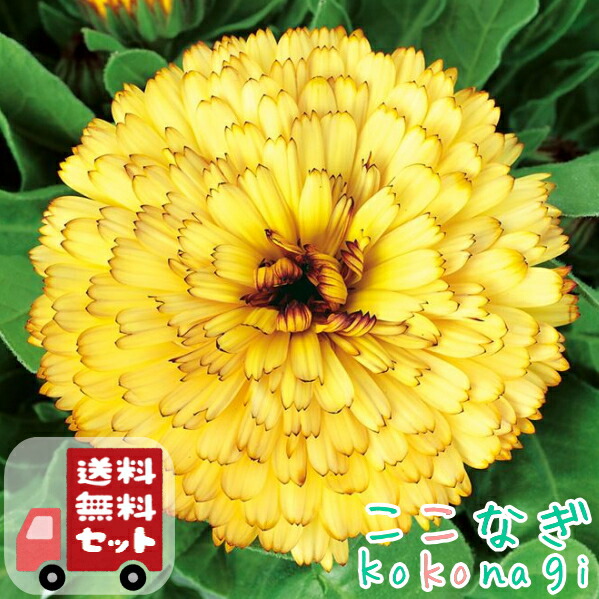 楽天市場】【ノウゼンハレン属】キンレンカ（金蓮花）ナスタチューム3