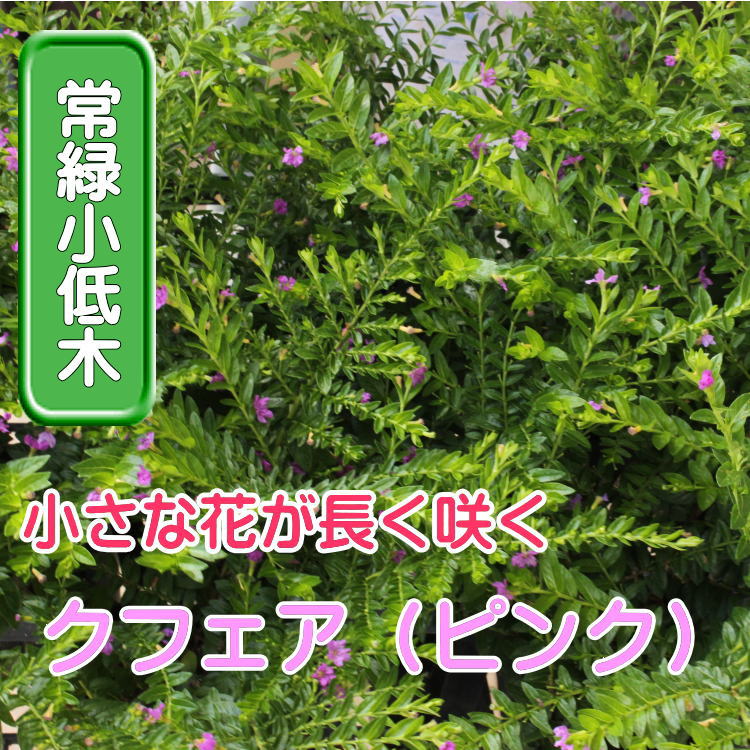 楽天市場 クフェア ハナヤナギ ピンク 苗 ９センチポット 3号 ここなぎ