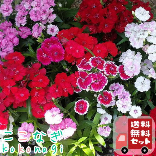 Merrythought Nadeshiko 限定250体 なでしこ imgrc0116381178.jpg