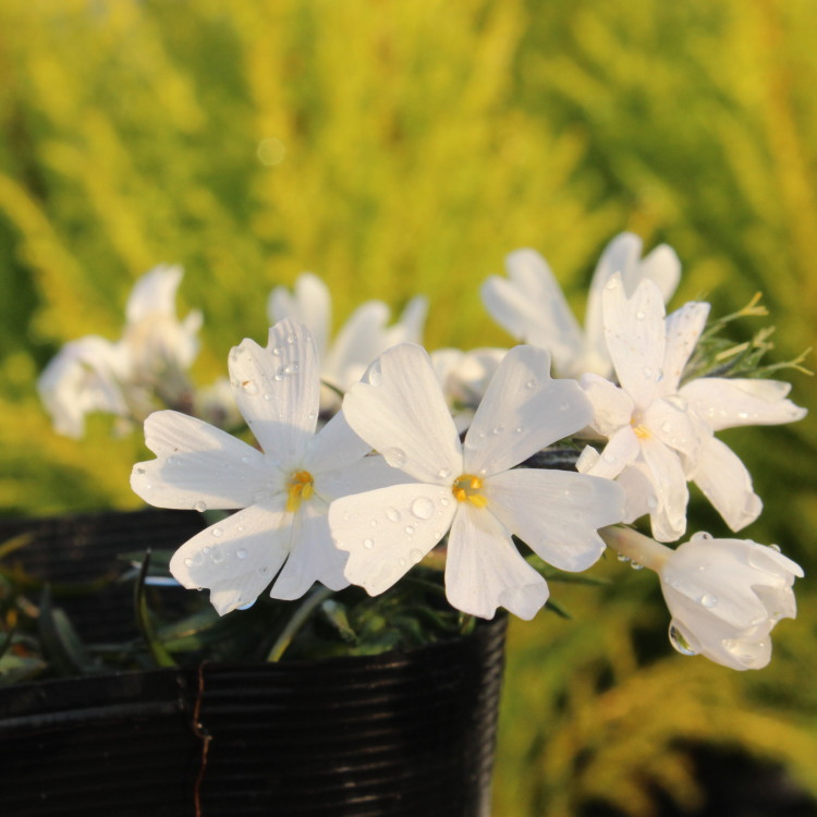 楽天市場 白い花が好きな人に 芝桜 ホワイト 9センチポット 3号 シバザクラ ここなぎ