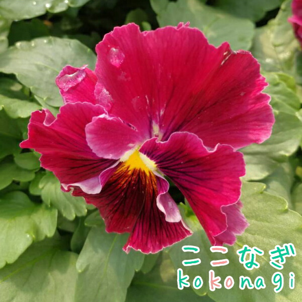 楽天市場】オリジナルパンジー SSセレクション 'ももこ2' 10.5cm