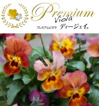 楽天市場 プレミアムビオラ Dj コッパーフィールド 11cmプリントポット ディージェイ パンジー ビオラ フラワー 花 ガーデン ガーデニング 花壇 苗 秋苗 冬苗 春苗 寄せ植え 庭 手入れ 店舗花壇 ここなぎ