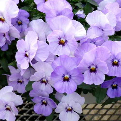 楽天市場】【送料無料・12Pセット】ビオラ ふじいろももか 9センチ