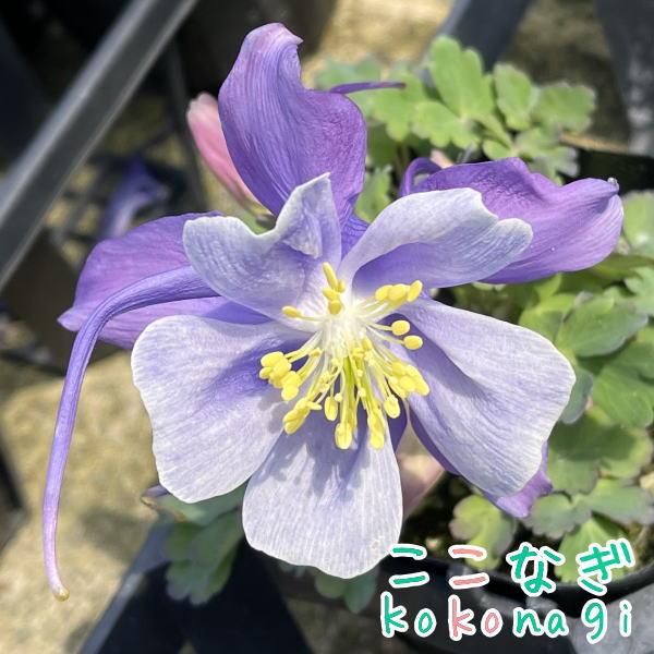 楽天市場】西洋オダマキ 八重 ウィンキーダブル レッドホワイト