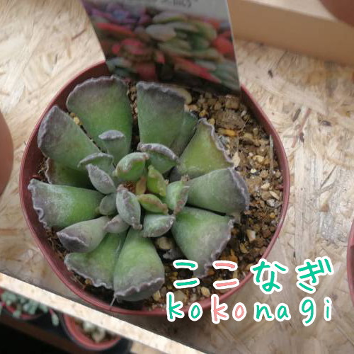 楽天市場 多肉植物 楊貴妃の扇 アドロミスクス属 7 5センチポット 2号 ここなぎ