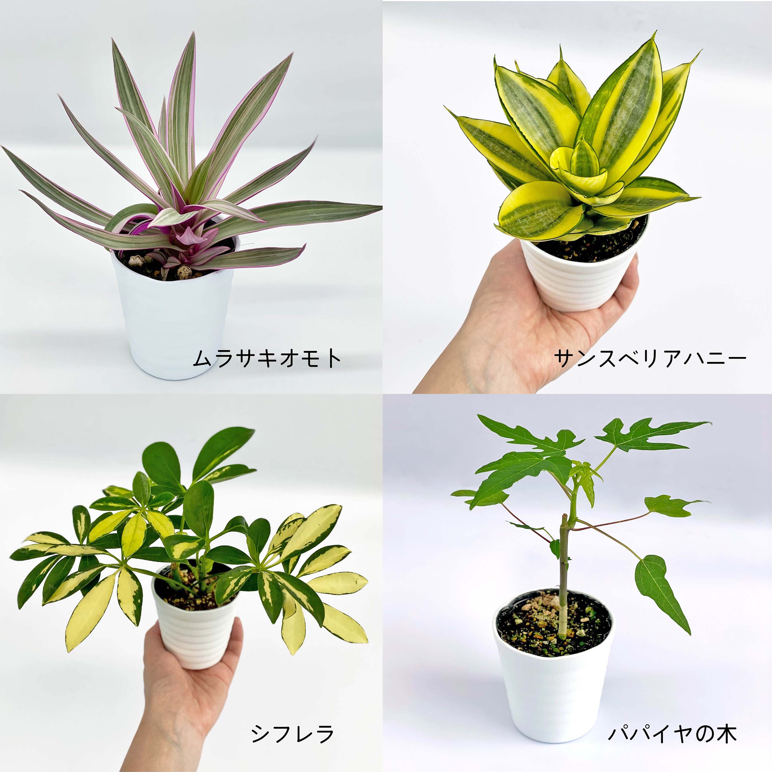 楽天市場 観葉植物4点セット おしゃれ 小さめ ミニ観葉 ムラサキオモト サンスベリア シフレラ パパイヤ 斑入り3号 本物 鉢植え 室内 風水 プレゼント ギフト グリーンインテリア 植物 育てやすい Kokonoe Shop