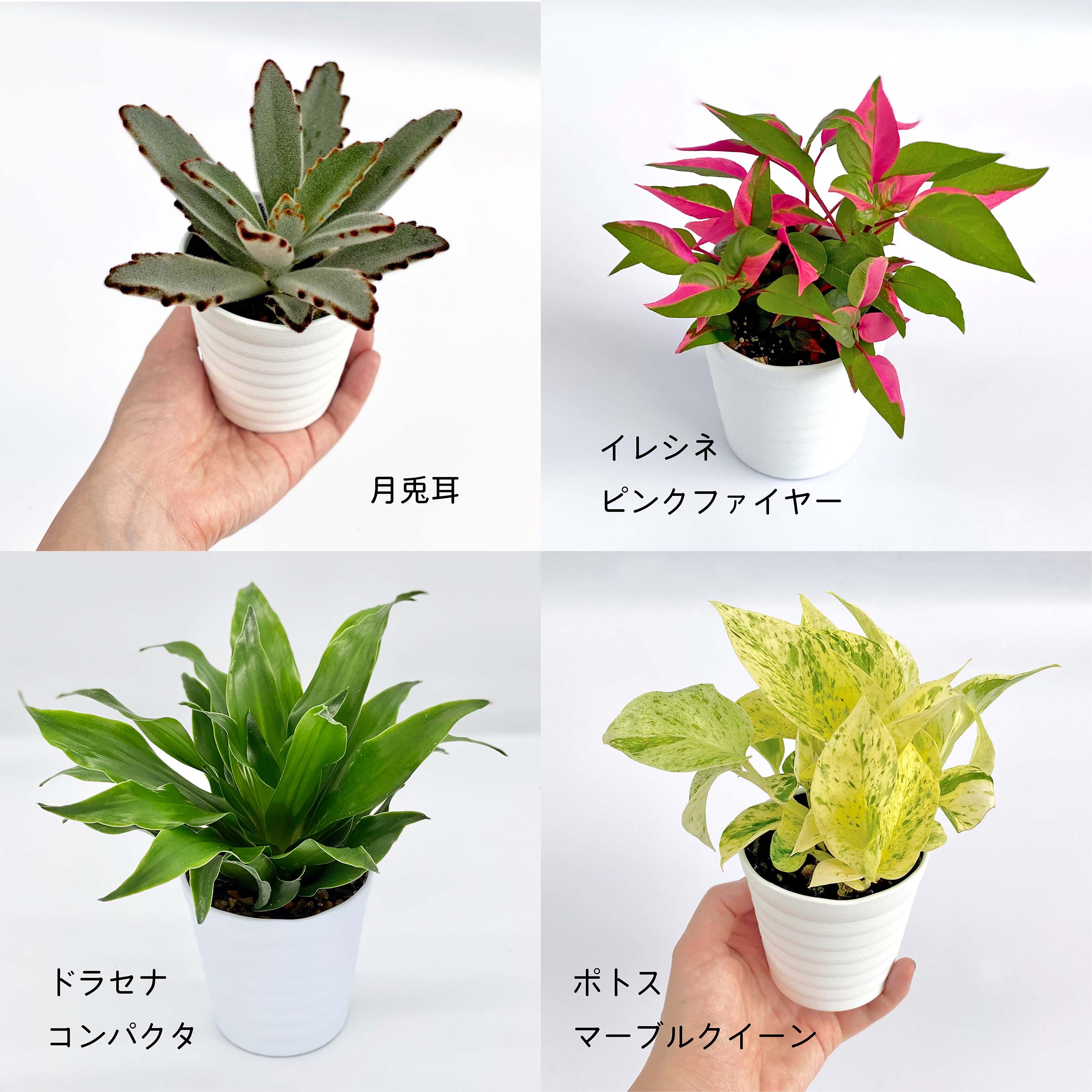 楽天市場 観葉植物4点セット おしゃれ 小さめ ミニ観葉 ヒポエステスローズ ベゴニア イレシネ ホヤカルノーサ 斑入り 3号 本物 鉢植え 室内 風水 プレゼント ギフト グリーンインテリア 植物 育てやすい Kokonoe Shop