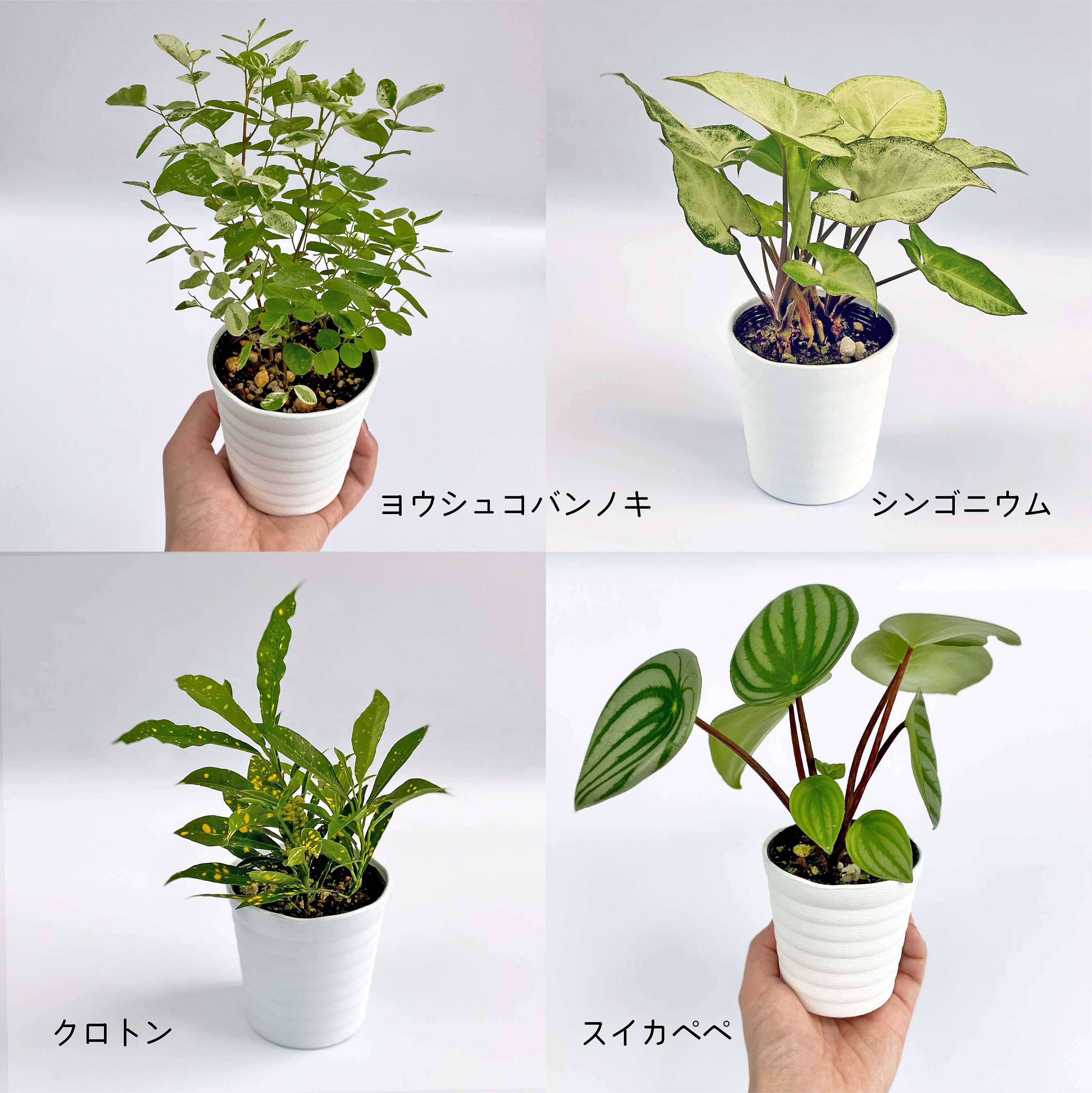 楽天市場 観葉植物4点セット おしゃれ 小さめ ミニ観葉 ピンクファイヤー ベゴニア イレシネ ホヤカルノーサ 斑入り 3号 本物 鉢植え 室内 風水 プレゼント ギフト グリーンインテリア 植物 育てやすい Kokonoe Shop