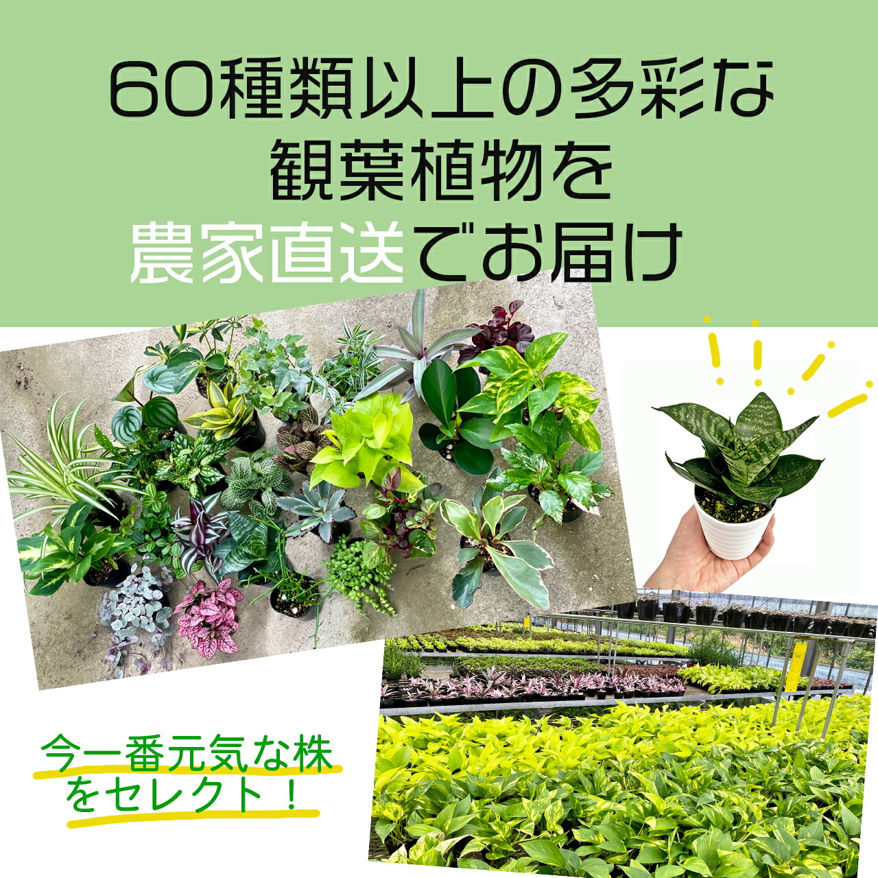 楽天市場 観葉植物 アロエ 多肉 おしゃれ 4号 本物 鉢植え 室内 風水 プレゼント ギフト グリーンインテリア 空気清浄効果 育てやすい 人気 トゲトゲ 個性的 Kokonoe Shop