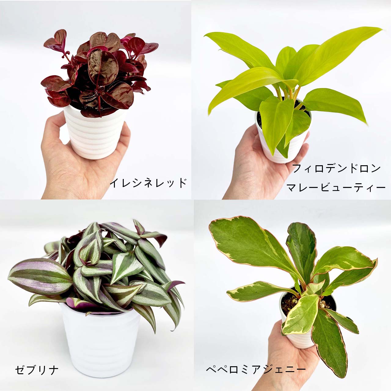 楽天市場 観葉植物4点セット おしゃれ 小さめ ミニ観葉 イレシネ フィロデンドロン ゼブリナ ペペロミア ジェニー 多肉 斑入り 3号 本物 鉢植え 室内 風水 プレゼント ギフト グリーンインテリア 植物 育てやすい Kokonoe Shop