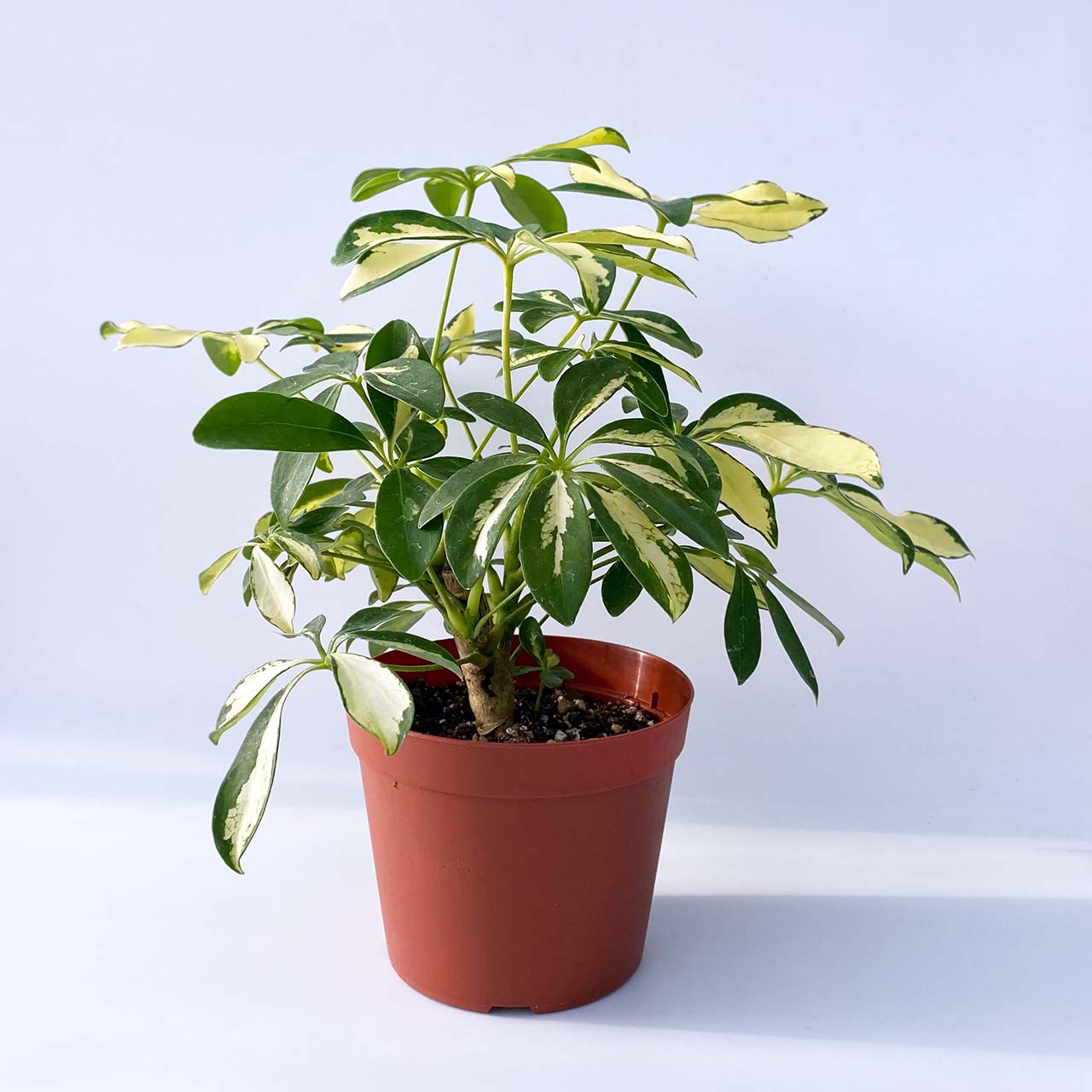 販売 4号 ギフト 育てやすい 観葉植物 カポック グリーンインテリア 風水 シフレラ プレゼント 空気清浄効果 本物 室内 おしゃれ 人気 斑入り 鉢植え 花 観葉植物