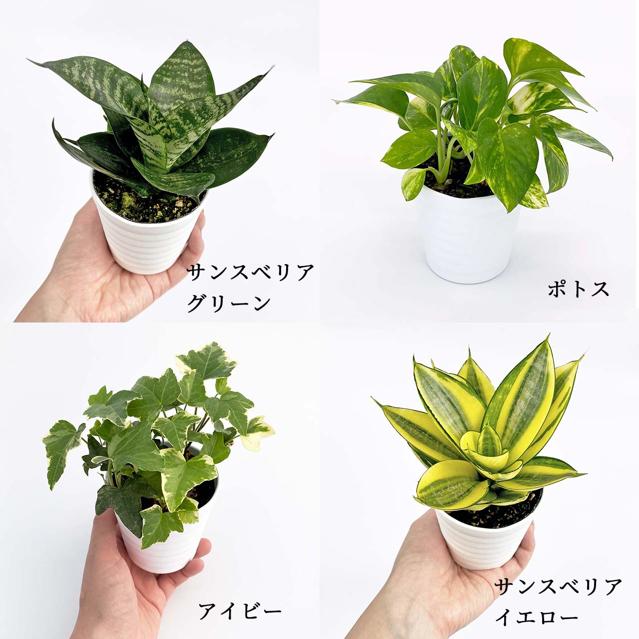 楽天市場 観葉植物4点セット おしゃれ 小さめ ミニ観葉 ピンクファイヤー ベゴニア イレシネ ホヤカルノーサ 斑入り 3号 本物 鉢植え 室内 風水 プレゼント ギフト グリーンインテリア 植物 育てやすい Kokonoe Shop