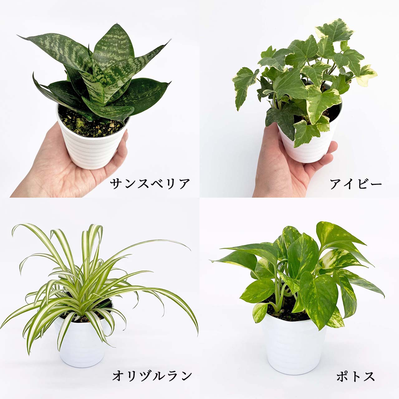 土に代わる新素材 パフカル 使用 土より安全で良く育つ 観葉植物 サンスベリア ミニ 本物 3号 テラコッタ 土を使わない お手入れ簡単 土より良く育つ 初心者 おしゃれ インテリア インテリアグリーン ミドリエデザイン 底面給水ポット Crystal Pot G ゴールデンハニー 大人気