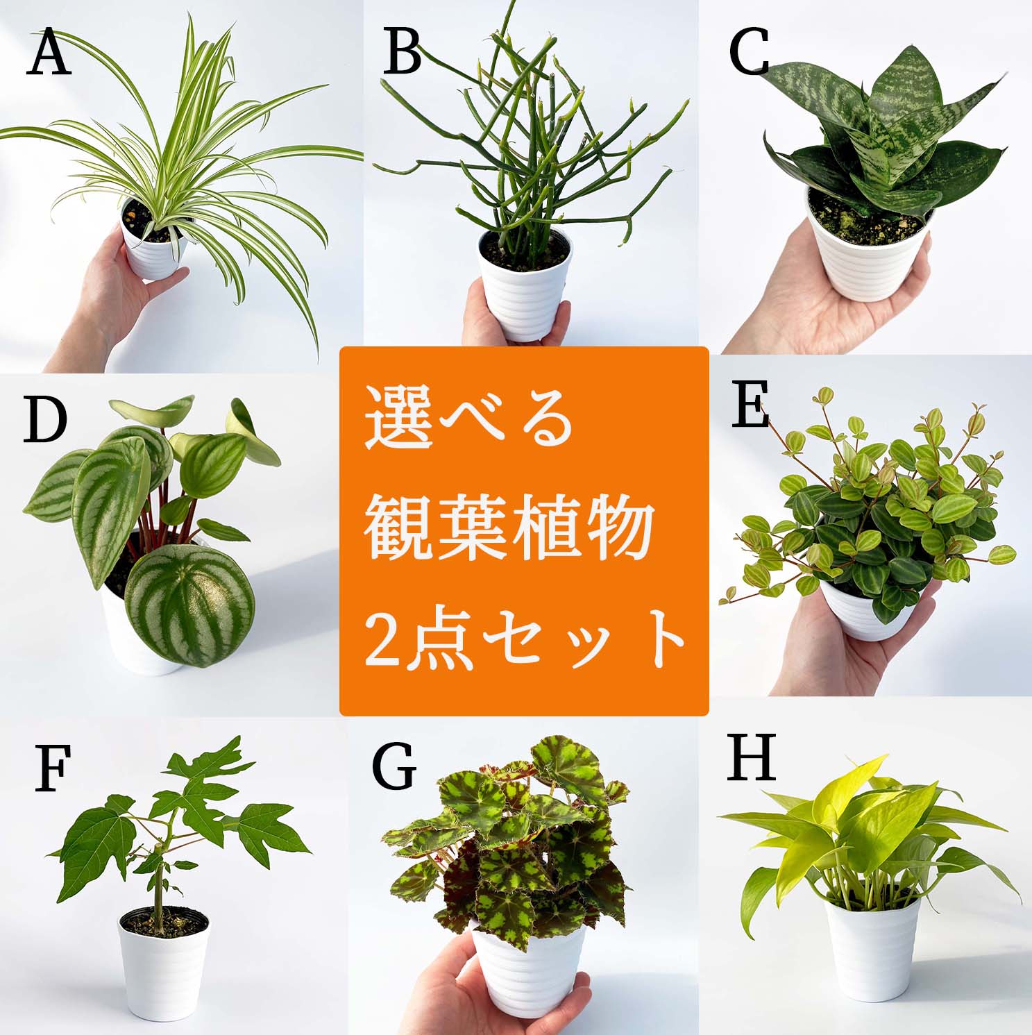 楽天市場 観葉植物4点セット おしゃれ 小さめ ミニ観葉 ピンクファイヤー ベゴニア イレシネ ホヤカルノーサ 斑入り 3号 本物 鉢植え 室内 風水 プレゼント ギフト グリーンインテリア 植物 育てやすい Kokonoe Shop