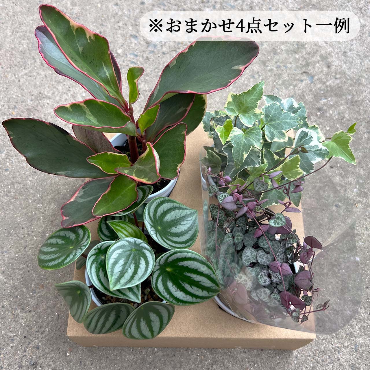 マティアスアドルフソン　幸福の木　喜びの木　アニマルツリー Amazon｜ドラセナ 幸福の木（マッサンゲアナ） マッサン 7号鉢