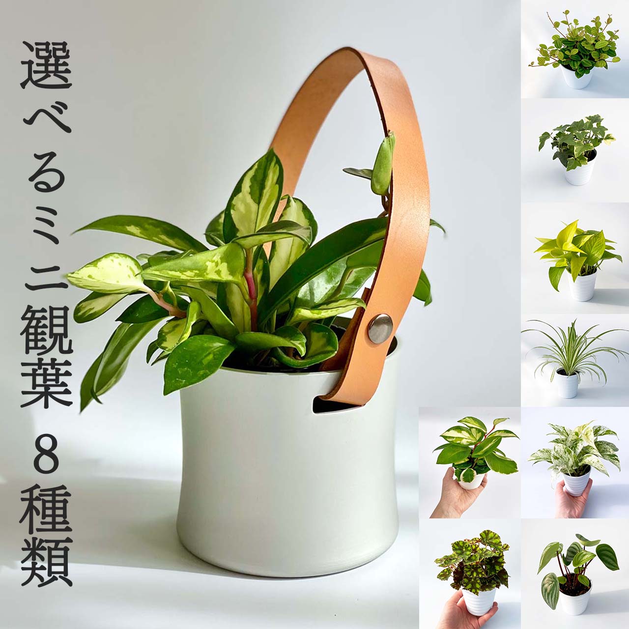 観葉植物 おしゃれ 鉢 プレゼント 吊り鉢 Ina 8種の中から選べる植物 グリーンインテリア アイビー Belt50cm セット ポトス Pot ハンギング 本革 ペペロミア Mat 植木鉢 鉢カバー 革 ホヤ 鉢入れ 3号鉢植え アルミ オリヅルラン シンプル ギフト 室内用鉢 多肉植物