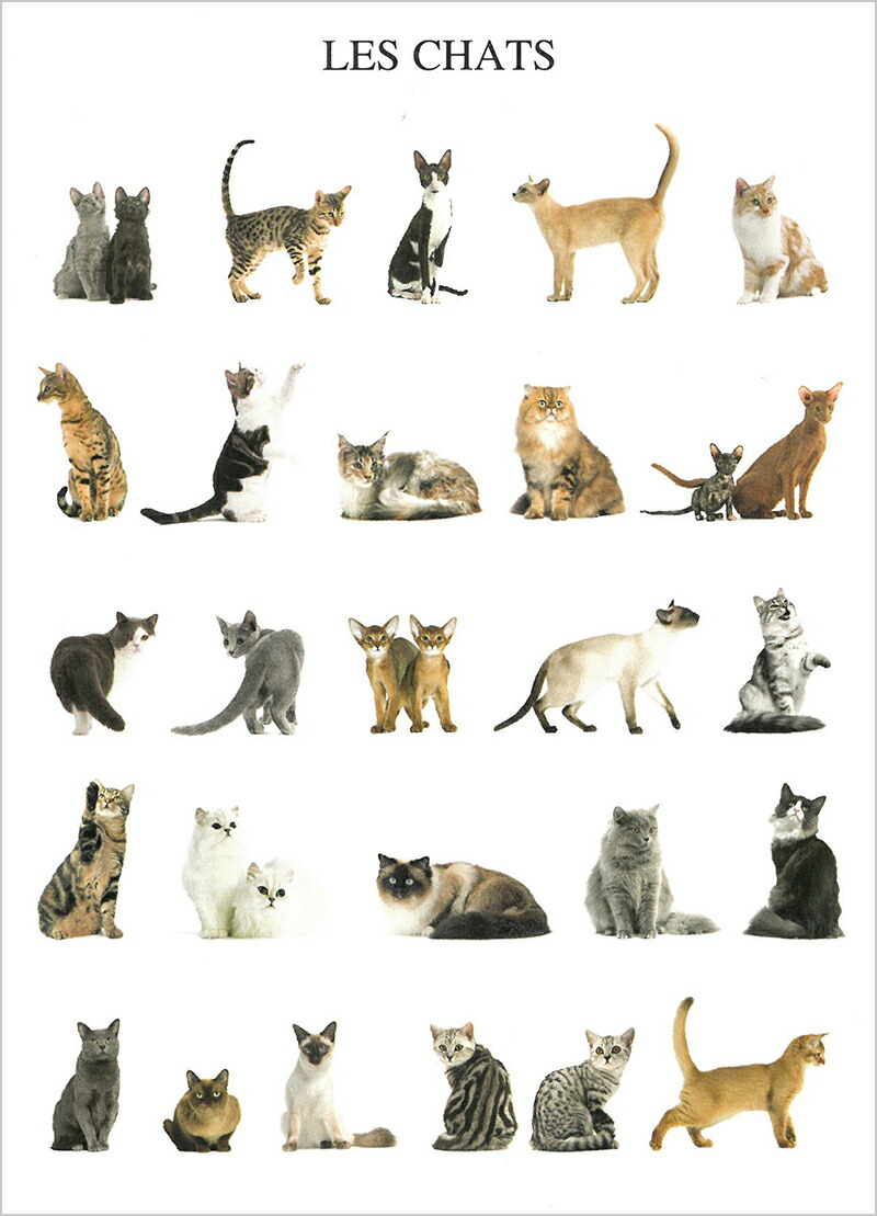 楽天市場】フランス製ポストカードジャン・コクトー（猫） : ココロ