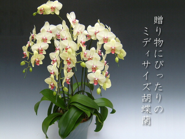 胡蝶蘭　お祝い　開店　開業　御就任　お供え　ギフト　画像配信無料　品質保証【送料無料・産地直送】『洋蘭の鉄人』森田さんが育てたミディーサイズ胡蝶蘭5本立ち（40リン前後・つぼみ含む）/黄色系 ※現在つぼみ多めの場合あり　【楽ギフ_包装選択】【楽ギフ_メッセ入力】｜胡蝶蘭産地直送販売店『こころ花』