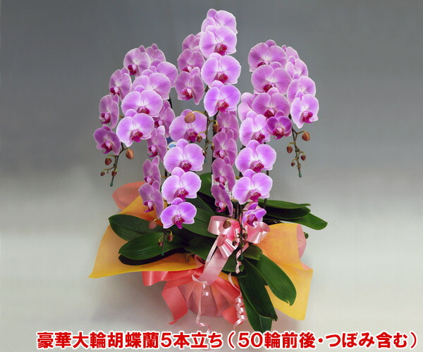 父の日余分の物差し上げ物