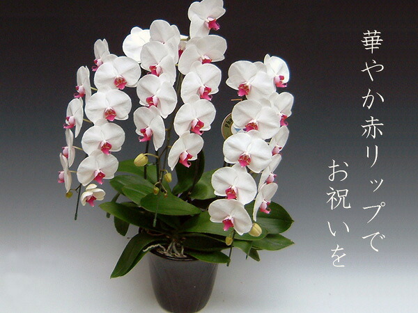 ●個数限定 お祝い ギフト 母の日 父の日 高級 /特別価格 期間限定商品 送料無料 豪華胡蝶蘭3本立ち(35輪前後つぼみ含む)/赤リップ 御祝・開店祝い|胡蝶蘭産地直送販売店『こころ花』