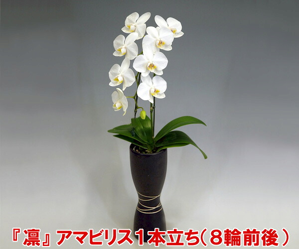 父の日余分の物差し上げ物