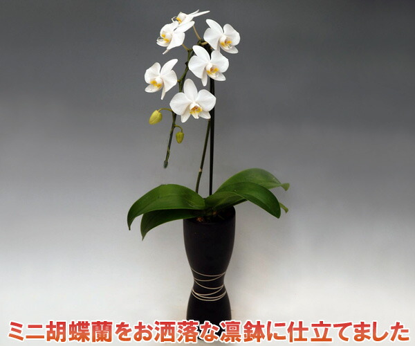 父の日余分の物差し上げ物