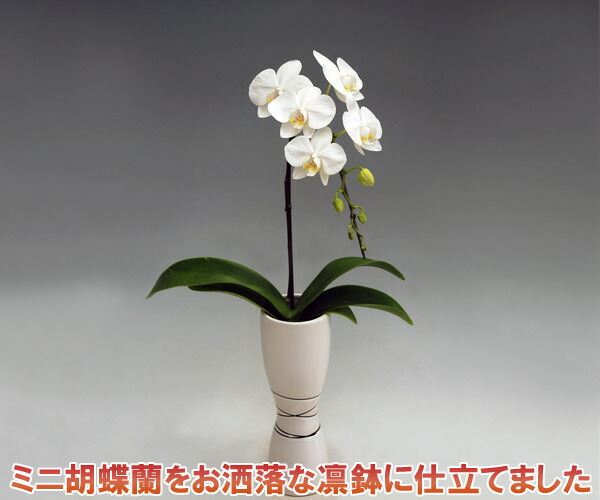 父の日余分の物差し上げ物