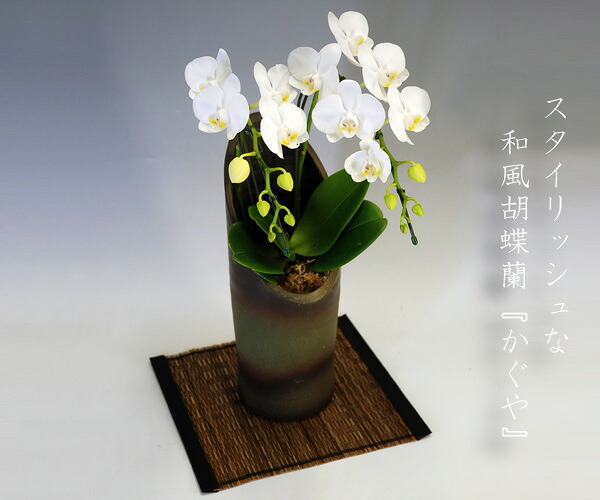 母の日・父の日　胡蝶蘭　最高級　お祝い　開店　開業　ギフト　最高級　画像配信無料　品質保証　お祝い.ギフト/和室に合うスタイリッシュな和風胡蝶蘭『かぐや』ミディーサイズ胡蝶蘭2本立ち（12リン前後・つぼみ含む）/アマビリス【和鉢の為ラッピング対応していません】｜胡蝶蘭産地直送販売店『こころ花』