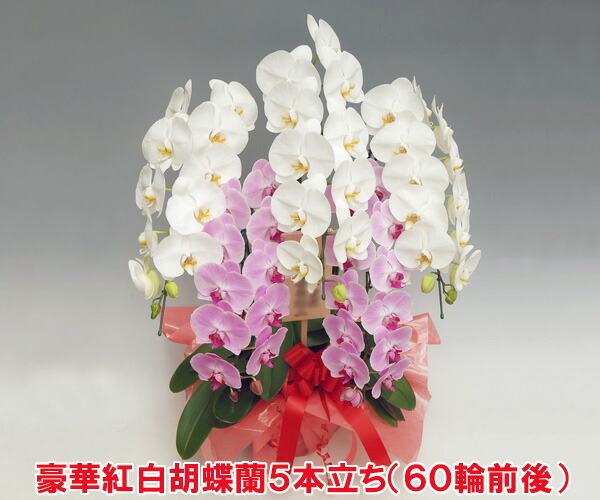 出店14年記念 現在つぼみ多めとなっております 洋蘭の鉄人