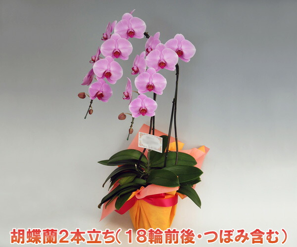 国内最安値 楽天市場 期間限定商品 農林水産大臣賞 など様々な賞を受賞した 洋蘭の鉄人 森田氏が育てた胡蝶蘭2本立ち 18リン前後 つぼみ含む ピンク 楽ギフ 包装選択 楽ギフ メッセ入力 胡蝶蘭産地直送販売店 こころ花 全商品オープニング価格