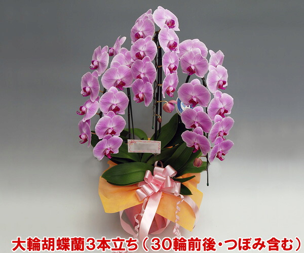 胡蝶蘭 高級 お祝い 開店祝 ご自宅用 企業様向け【送料無料/但し沖縄離島は別途送料】"農林水産大臣賞"など様々な賞を受賞した『洋蘭の鉄人』森田氏が育てた胡蝶蘭3本立ち(30リン前後・つぼみ含む)/ピンク 【御祝・開店祝い】【プレゼント・お誕生日】|胡蝶蘭産地直送販売店『こころ花』