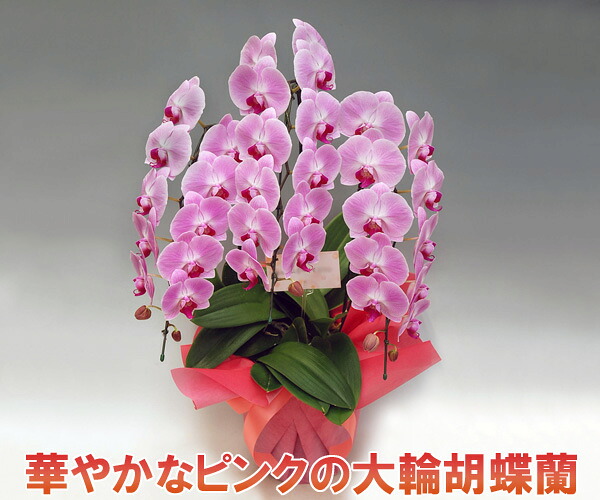 【期間限定特別価格】大輪3本立ち/30輪以上 ★ピンク(ポイントUP2倍)御祝 贈り物 高級胡蝶蘭【ビジネスギフトに大人気】【送料無料・産地直送】☆つぼみ多めの場合あり『洋蘭の鉄人』森田さんが育てた胡蝶蘭|胡蝶蘭産地直送販売店『こころ花』