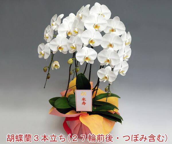 楽天市場】☆現在つぼみ多めです☆『洋蘭の鉄人』が育てたミディ胡蝶蘭