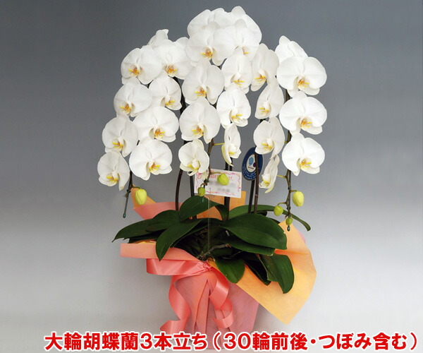 貨物輸送無料 15 Off 農水産大宮人賞品 など色々な賞を勝取るした 洋ランの鉄人 森田苗字が育てた蝴蝶蘭3vol 立ち 30リン前後 莟総合 白 気散じギフ 荷造り選する 楽ギフ ミサインプット Marchesoni Com Br