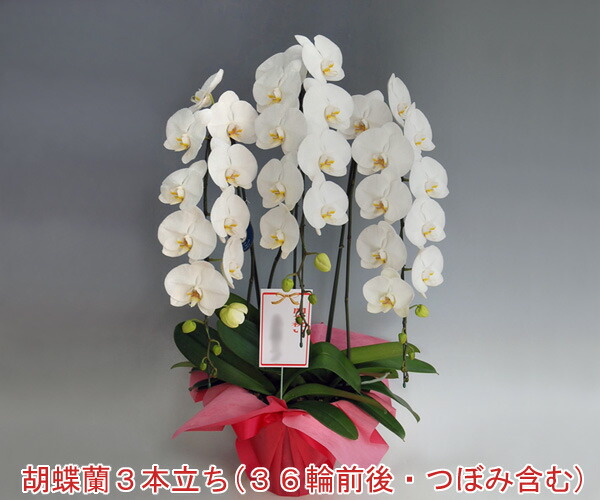 特別価格　期間限定【ポイント2倍！】御祝　大輪3本立ち/36輪前後/ホワイト　開店　開業　御就任　ギフト/★つぼみ多めの場合あり。【ポイント5倍！】【送料無料】『洋蘭の鉄人』森田さんが育てた胡蝶蘭3本立ち（36輪前後・つぼみ含む）/ホワイト【企業様に大人気商品】｜胡蝶蘭産地直送販売店『こころ花』