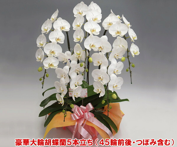 父の日余分の物差し上げ物