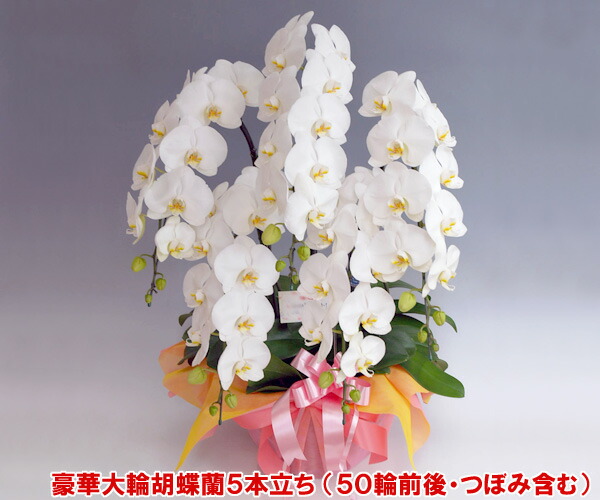 父の日余分の物差し上げ物