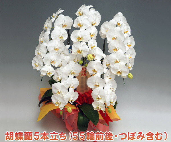 父の日余分の物差し上げ物