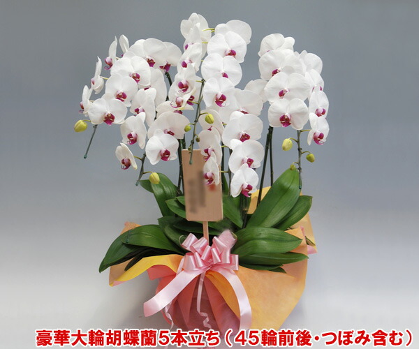 送料無料 産地直送 15 洋蘭の鉄人 森田さんが育てた胡蝶蘭5本立ち 45リン前後 つぼみ含む 赤リップ 楽ギフ 包装選択 楽ギフ メッセ入力 Badiacolombia Com