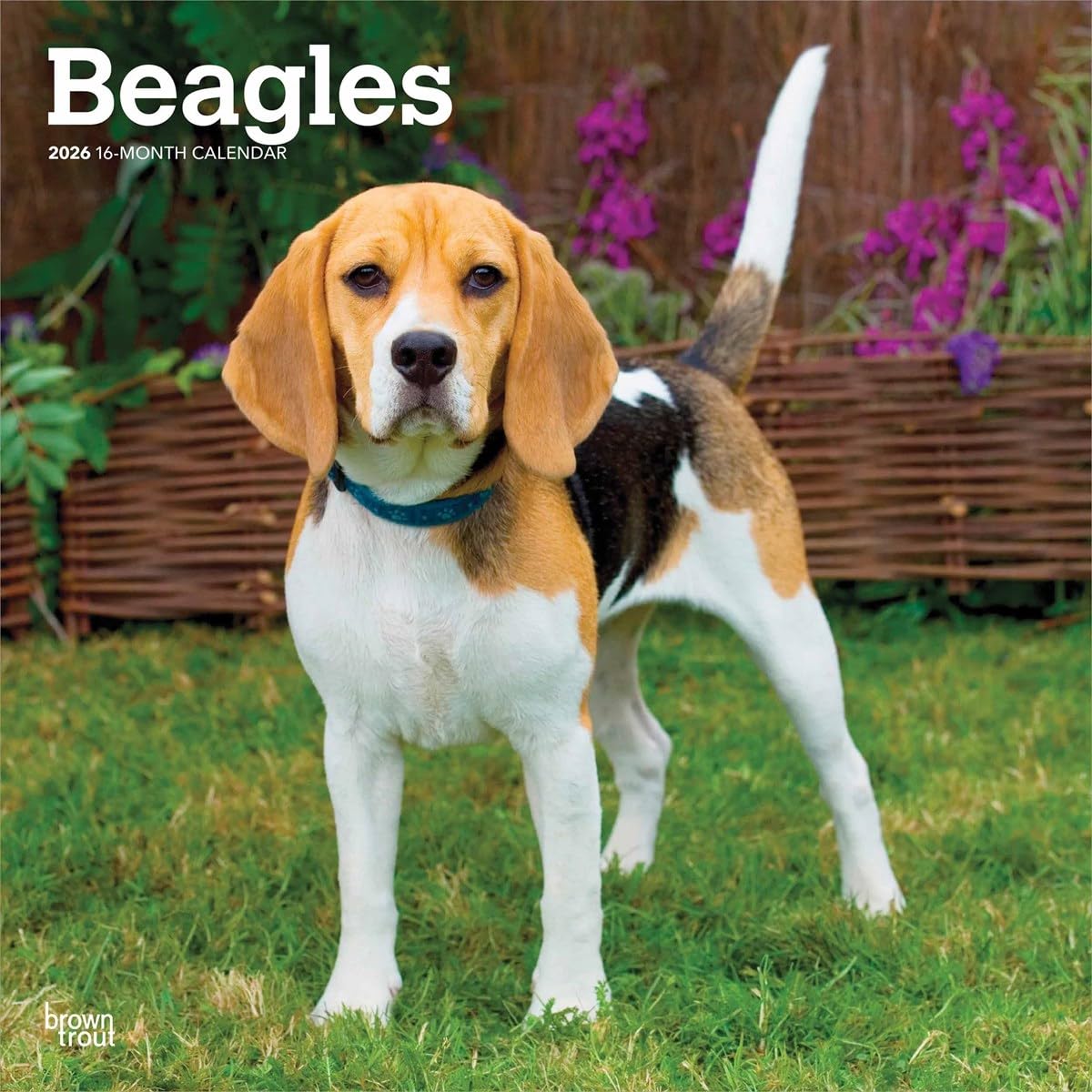 【楽天市場】Beagles 2026 12 X 24 Inch (Hanging) Monthly Square Wall Calendar ...