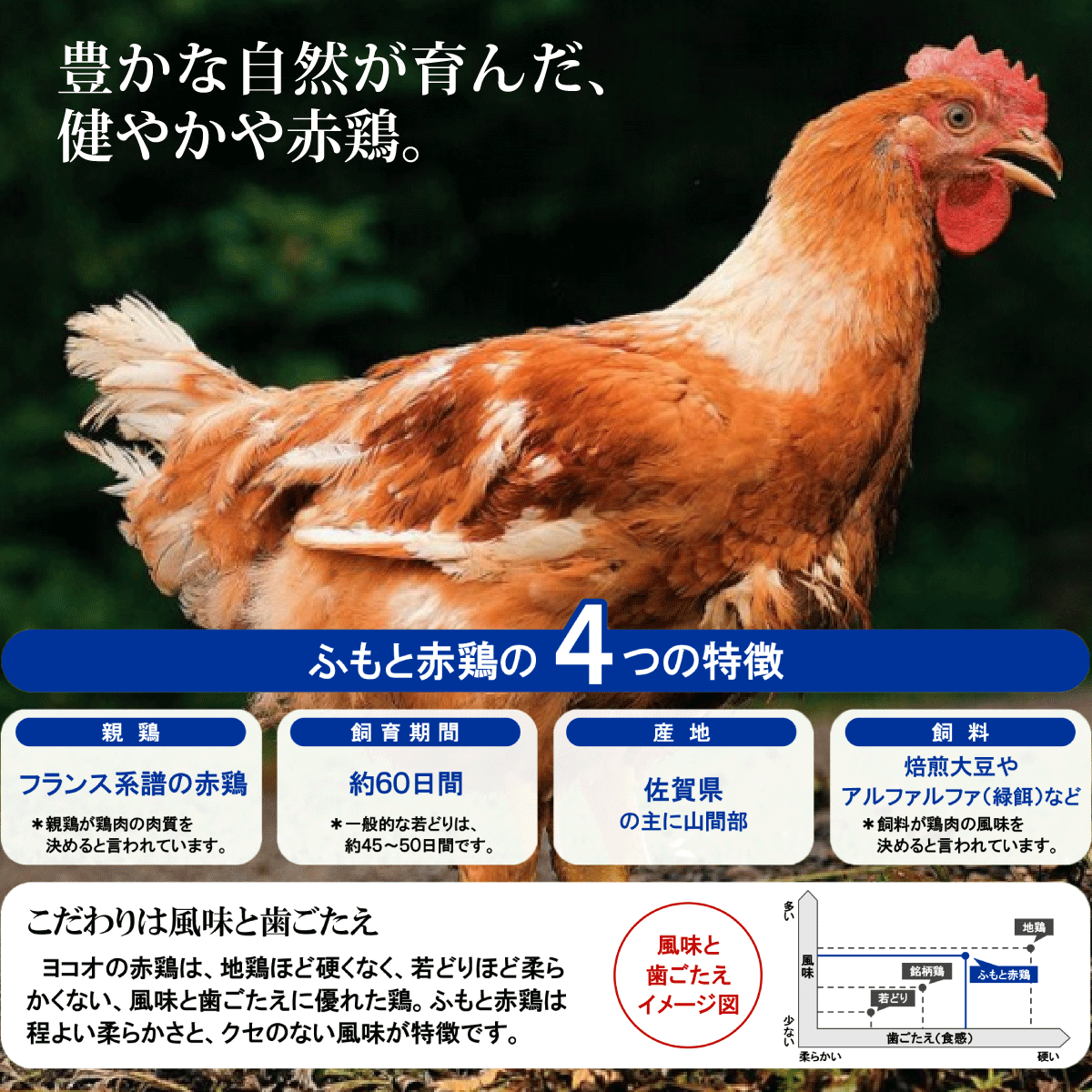 独楽 コラーゲン ぷるるん タッカンマリ 鶏鍋 鍋セット 8人前 4人前 4人前 丸鶏 2羽 3 2kg 韓国 水炊きセット 鳥料理 三瀬 ふもと赤どり お取り寄せグルメ ギフト プレゼント 疲労回復 カルグクス トッポギ 美味しい 国産 タデギ 人気 おうちごはん ミールキット 送料無料