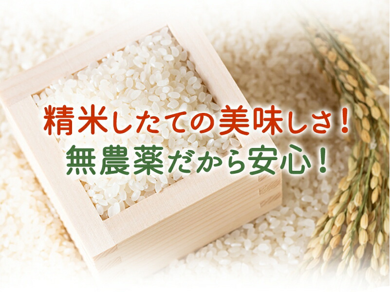 Ⓜ︎様専用 新米 無農薬コシヒカリ玄米20kg(5kg×4)令和4年 徳島県産の+